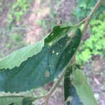 かくれいもむし