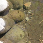 おたまじゃくし